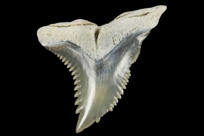 Snaggletooth Shark (Hemipristis) Tooth - Aurora, NC #180153